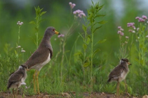 Fukushima Plant: Wild grey-headed lapwings