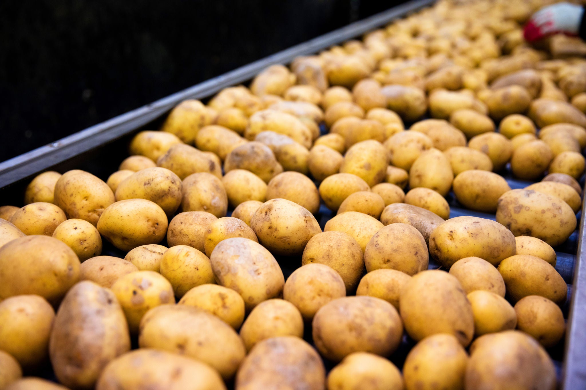 IN_FoodBeverage_shutterstock_583323931.jpg Industry, Food & Beverage, Potatoes, shutterstock_583323931