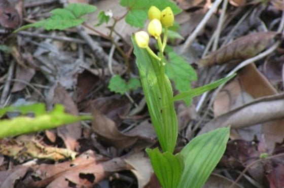 Kirihara Precision Machinery Plant: Golden orchids