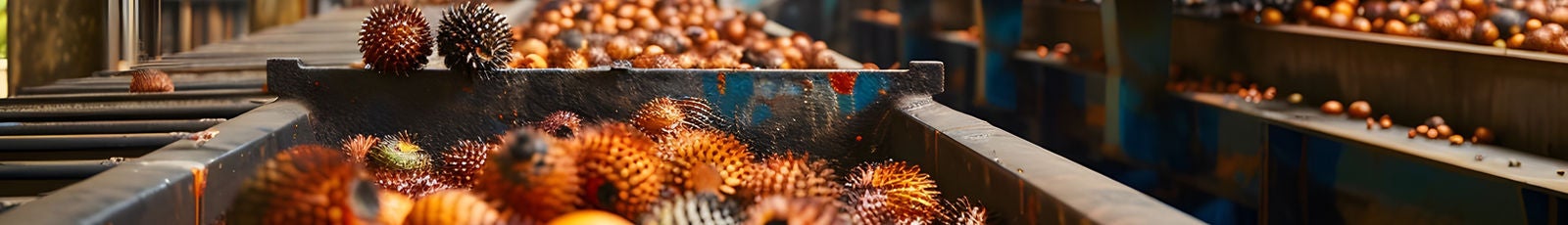 NSK | Bearings for the Palm Oil Industry Image of fruit from palm oil tree being processed in palm oil mill.