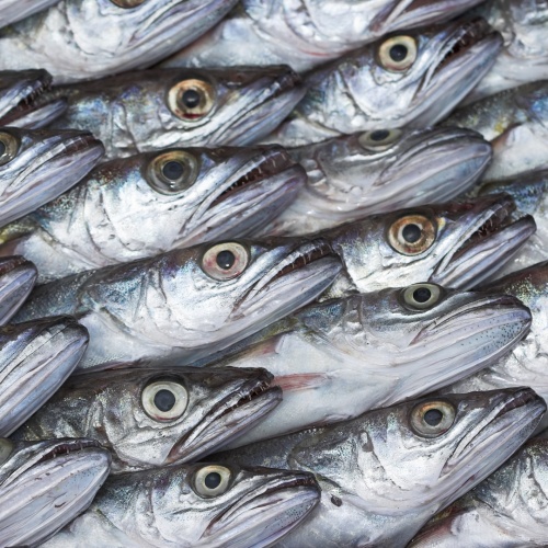 Fresh fish on fishmarket (shallow DOF, focus on lower half)